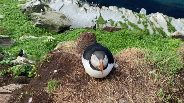 Puffin waddles to its breeding den, Varanger Peninsula, Vardoe Bird Island Hornoya Arctic, Finnmark, Norway, Europe