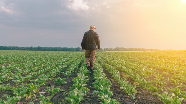 A farmer in a field of sugar beets checks the crop and the presence of weeds. Agricultural concept at sunset and clouds.