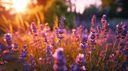 Fototapeta na wymiar Lavender flowers at sunset in Provence
