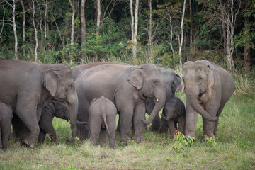 Obraz premium Wild elephants gather together and take their cubs to eat minerals in the soil.