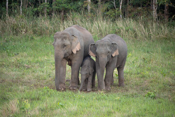 Naklejka na ściany i meble Wild elephants gather together and take their cubs to eat minerals in the soil.