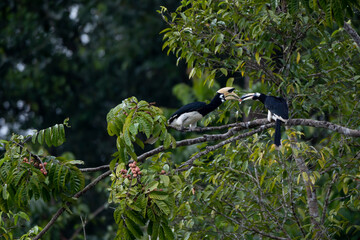 Elephant-clawed hornbills forage for fruit in the forest © Benzine