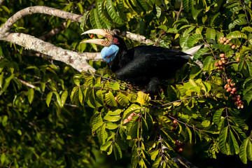 Elephant-clawed hornbills forage for fruit in the forest