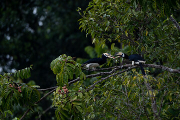 Elephant-clawed hornbills forage for fruit in the forest © Benzine