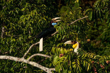 Elephant-clawed hornbills forage for fruit in the forest