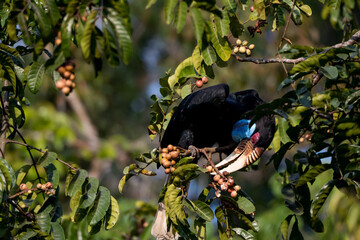 Elephant-clawed hornbills forage for fruit in the forest © Benzine