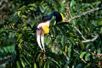 Elephant-clawed hornbills forage for fruit in the forest