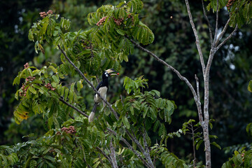 Elephant-clawed hornbills forage for fruit in the forest