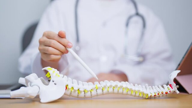 Doctor with human Spine anatomy model. Spinal Cord Disorder and disease, Back pain, Lumbar, Sacral pelvis, Cervical neck, Thoracic, Coccyx, Orthopedist, chiropractic, Office Syndrome and health