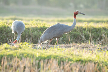 Thai cranes live in villagers' fields