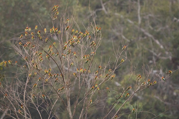 Flocks of grouse are resting on dry branches in the evening