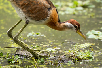 The bird has long legs and lives in the swamp.