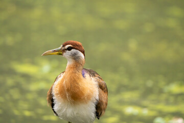 The bird has long legs and lives in the swamp.