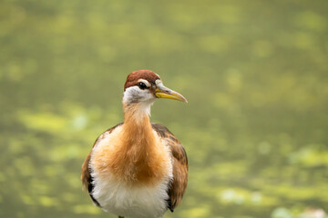 The bird has long legs and lives in the swamp.