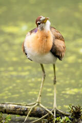 The bird has long legs and lives in the swamp.