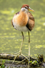 Obraz premium The bird has long legs and lives in the swamp.