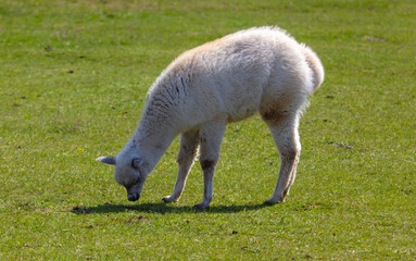 Llama (Vicugna pacos) on the grass