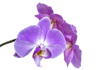 Purple orchid flowers isolated