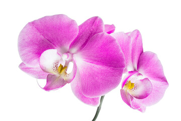 Fototapeta na wymiar Pink orchid flowers isolated