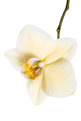Fototapeta na wymiar Yellow orchid flower isolated