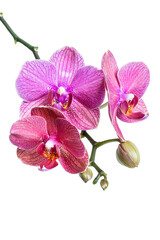Pink orchid flowers isolated