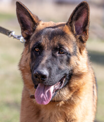 German shepherd dog close up portrait in sunny day