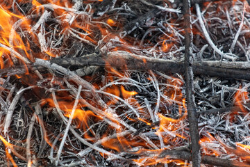 Burning firewood in a campfire, close-up