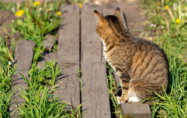 The cat sits on a wooden path in nature