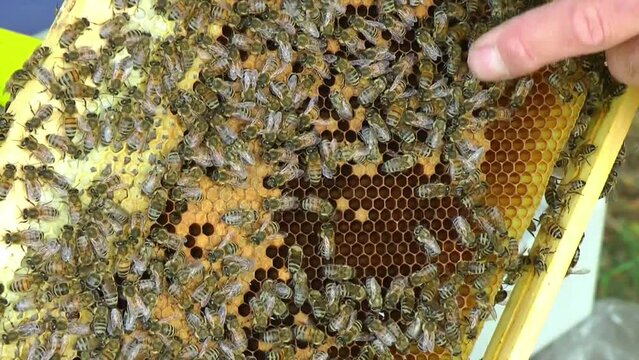 Bienenzucht und Imkerei in der Heide