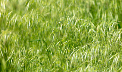 Small green ears on the grass as a background. Nature