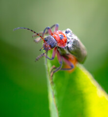 Beetle on a green plant in nature. Macro