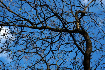 Winding branches of leafless bent tree on clear blue sky in the sunlight in spring