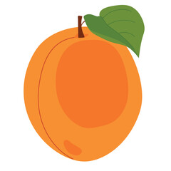 Fresh apricot on a white background. Vector. Summer orange fruit. Flat style illustration for packaging juice, jam.