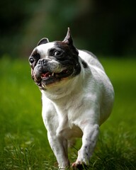 Vertical shot of French bulldog running wild with pure joy on grass against blur background