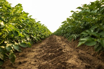 Closeup of potato plants in a green field, farmland surrounding a soil trail