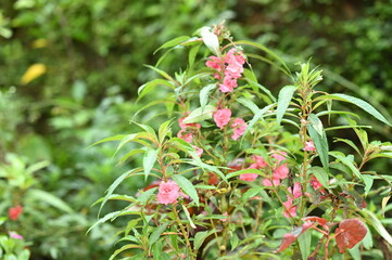 The wild balsam plant, with pink flower