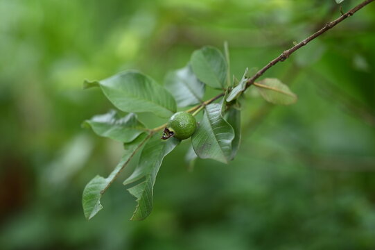 A guava on a tree