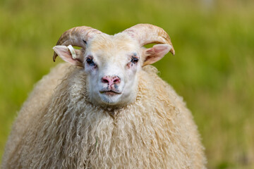 One sheep headshot portrait, staring at you, travel photograph, Central Iceland