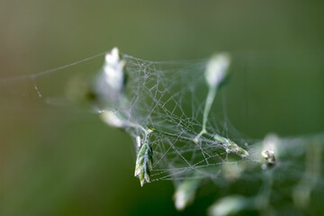 Closeup shot of a woven cobweb on an icy plant