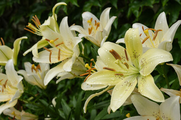 Fototapeta na wymiar Shrub of white lily. Blooming colorful Oriental Lily(Fragrant Lily) flowers,close-up of white lily flowers blooming in the garden. Side view.