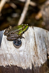 Travel photograph from around Dragoman swamp natural reserve, Western Bulgaria, Europe