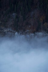 Vertical shot of trees growing on a cliff in foggy weather in Wengen, Switzerland
