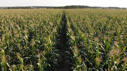 Corn young field. Seedlings planted in a row.