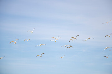 Seagulls against the background of a clear sky, flying birds