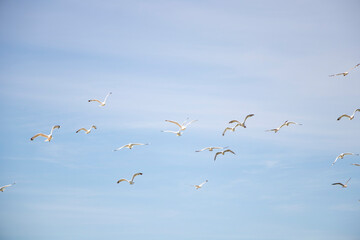 Seagulls against the background of a clear sky, flying birds
