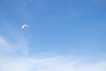 Seagulls against the background of a clear sky, flying birds