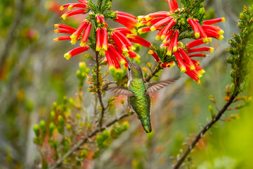 Anna's Hummingbird (Calypte anna) drinks nectar from 
Erica discolor Andrews flower.