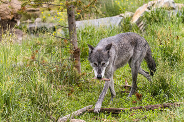 Naklejka na ściany i meble A gray wolf at the Grizzly and Wolf Discovery Center, Yellowstone