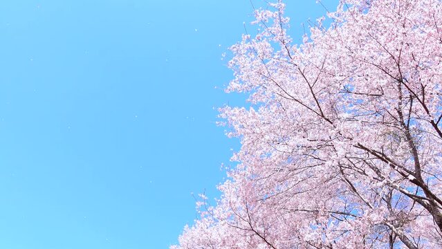 風で舞い散る満開の桜の花びらと青空  4K 2023年4月3日