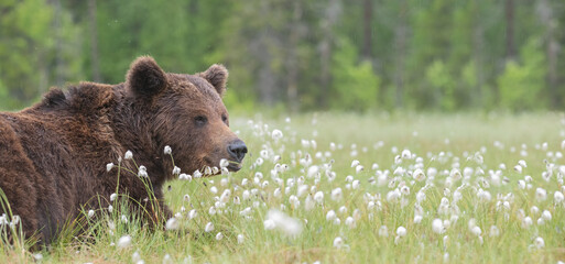 Big male Brown bear (Ursus arctos) is lying down on a Finnish bog in the middle of the cotton grass in the rain